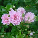  Суит Фейри -2