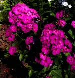 Флокс метельчатый Аида (Aida)-3