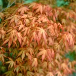 Катсура-3