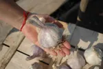 Комсомолец-2