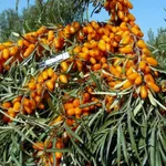 Августина-1