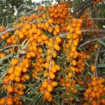 Алтайская-2