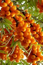 Дюймовочка-2