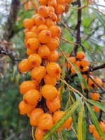 Жемчужница-3