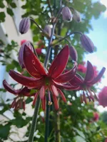 Клод Шрайд (Claude Shride)-2