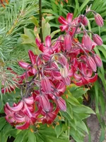 Клод Шрайд (Claude Shride)-1