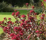 Очиток Red Cauli (Ред Кули)-1