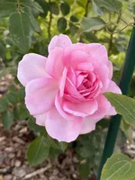 Роза Александра Принцесс де Люксембург, Топалович-4