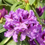 Рододендрон Распутин-2