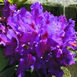 Рододендрон Распутин-3