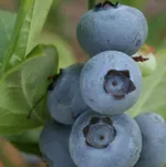 Дюк (раннеспелый)-2