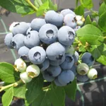 Дюк (раннеспелый)-3