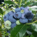 Торо (позднеспелый)-2