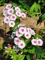 Флокс метельчатый Европа (Europa)-3