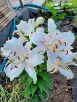 Мускадет (Muscadet)-1