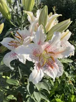 Мускадет (Muscadet)-2