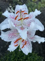 Мускадет (Muscadet)-3