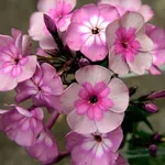 Флокс метельчатый Меджик Блу (MagicBlue)-1