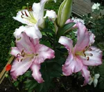 Бразилия (Brasilia)-1