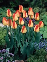 Американ Дрим-1