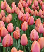 Априкот Импрешн-1