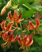 Арабиан Найт (Arabian Night)-1