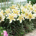 Ауратум Голд Бенд (Auratum Gold Band)-1