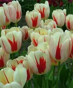  Бенинг Хат Дарвина -1