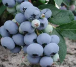 Блуголд (раннеспелый)-1