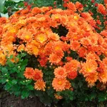 Хризантема Мультифлора Бранбич Оранж (Branbeach Orange)-1