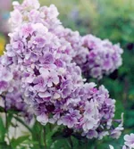 Флокс метельчатый Лаванделвольке (LavendelWolke)-1