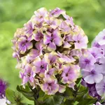 Флокс метельчатый Щербет Коктейл (SherbetCocktail)-1