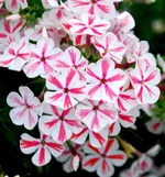 Флокс метельчатый Твистер (Twister)-1