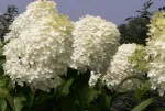 Фантом-1