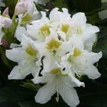 Рододендрон Каннингемс Уайт -1