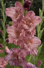 Гладиолус Шоколадница-1