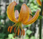 Террас Сити (Terrace City)-1