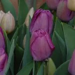 Пепл Прайд-1