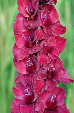 Гладиолус Возрождение-1