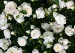 Роза Вайт Бебифлор миниатюрная, Тантау-1