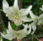 Вайт Твинкл (White Twinkle)-1