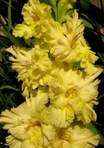 Гладиолус Золотая десятка-1