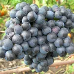 Память Домбковской-3