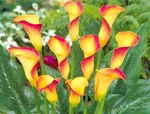  Калла Пич Шиффон-4