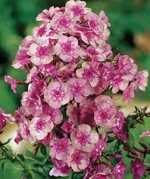 Флокс метельчатый Меджик Блу (MagicBlue)-2