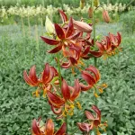 Арабиан Найт (Arabian Night)-2