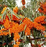 Оранжевая-3