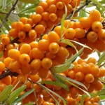 Оранжевая-2