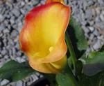  Калла Пич Шиффон-3