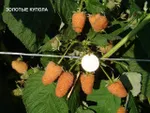 Золотые купола-4